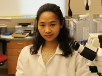 Yanyan Wang, M.D., Ph.D. : <h4>Postdoctoral Research Associate, Zeisel Lab</h4>